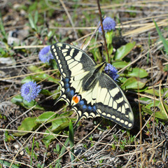 Imago of Papilio Machaon - colorful butterfly known also as swallowtail – close-up detail