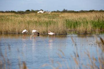 la Camargue
