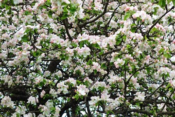 Warm spring weather awakens fruit tree, the tree blooming
