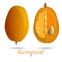ripe kumquat fruits vector isolated