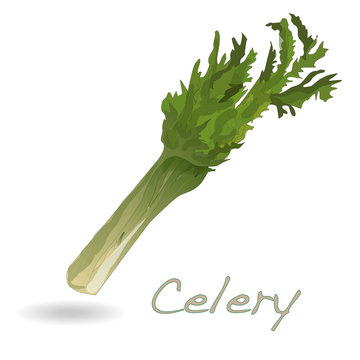 Celery vector isolated