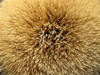 Cœur de chardon des Alpes