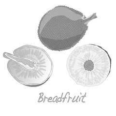 Breadfruit  vector isolated