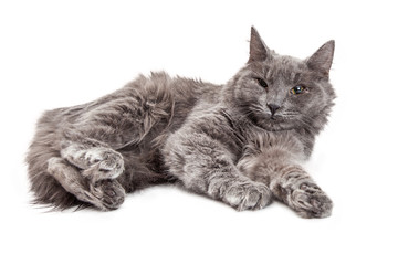 Obraz premium Long Hair Grey Cat Laying Side