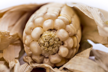 Ripe ears of corn isolated on a white background, closeup