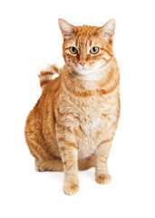 Orange Tabby Cat Sitting Over White