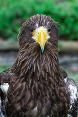 Portrait of a eagle symbol the hunting