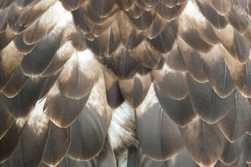 Close up of the brown feathers of a beautiful eagle, crossing of