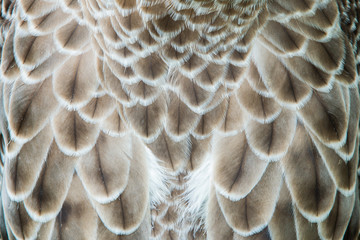 eagle feather detail
