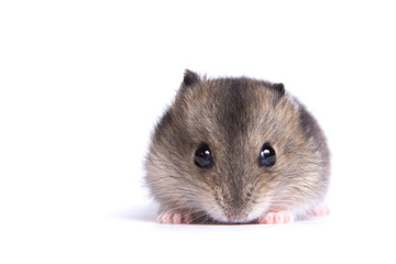 Portrait of a little hamster on an isolated background