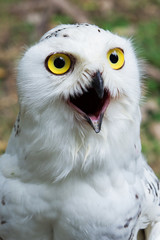 young owl perched on leather glove