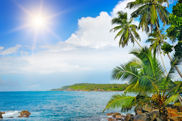 Fototapeta na wymiar Coconut palms on the ocean shore