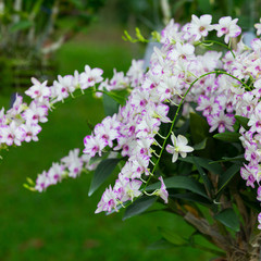 purple orchids in the garden