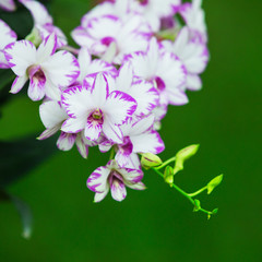 purple orchids in the garden
