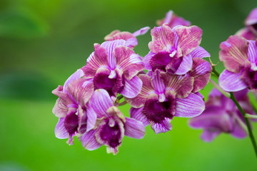 Obraz premium purple orchids in the garden