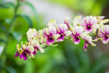 Fototapeta na wymiar purple orchids in the garden
