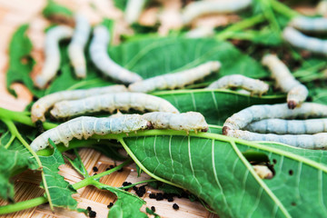 Macro photo of a Silkworm eating a mulberry leaf. room for text