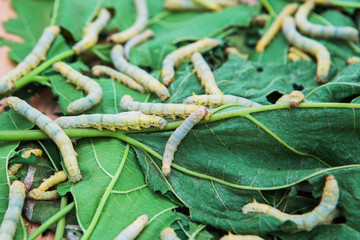 Macro photo of a Silkworm eating a mulberry leaf. room for text