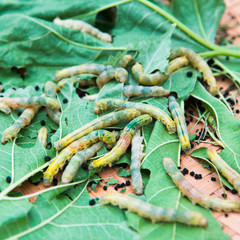 Macro photo of a Silkworm eating a mulberry leaf. room for text