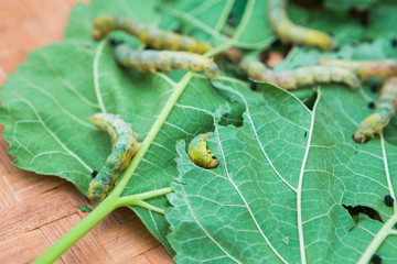 Macro photo of a Silkworm eating a mulberry leaf. room for text