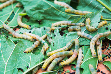 Macro photo of a Silkworm eating a mulberry leaf. room for text