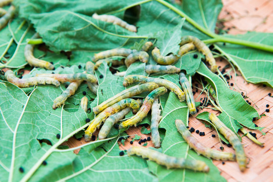 Macro photo of a Silkworm eating a mulberry leaf. room for text
