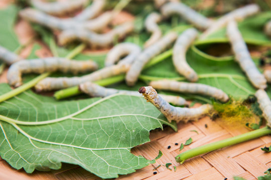 Macro photo of a Silkworm eating a mulberry leaf. room for text