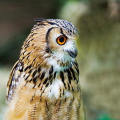 Eagle Owl/An eagle owl