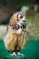 Eagle Owl/An eagle owl