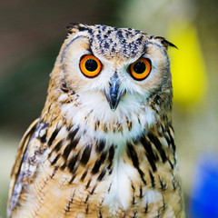 Eagle Owl/An eagle owl