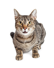 Tabby Cat Talking Looking Forward