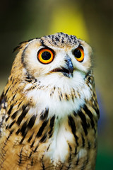 Eagle Owl/An eagle owl