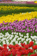 Colorful Tulips