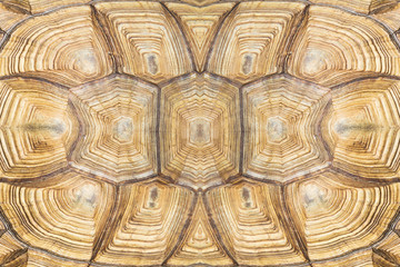 Fototapeta premium turtle's back background texture