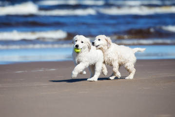 two golden retriever puppies playing on the beach