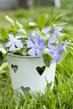 Bucket with beautiful blue periwinkle and green shoots