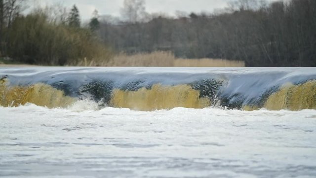 Slow motion shot of Vimba fish jumping up the Europe's widest waterfall Venta rapids in Kuldiga, Latvia during spring floods