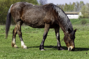Fototapeta premium Horse on a grass background in the Ukrainian village