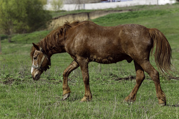 Obraz premium Horse on a grass background in the Ukrainian village