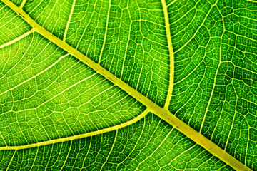 Detail of a leaf fibers