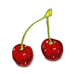 Vector illustration digital painting of cherry
