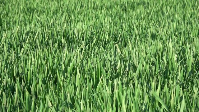 das Gras einer gr&uuml;nen Wiese weht im Wind
