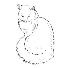 Vector sketch of cat.