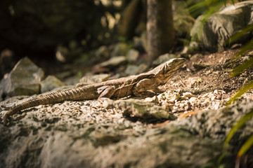 Wild lizard in natural habitat environment