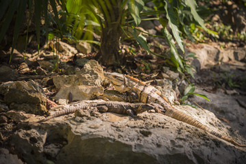 Two lizards in natural habitat jungle environment