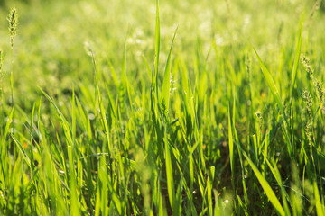 green grass background with selective focus