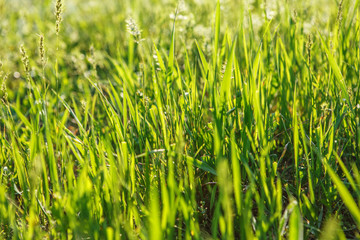Abstract natural backgrounds grass