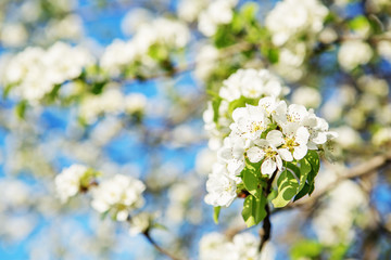 Flowering branch of pear