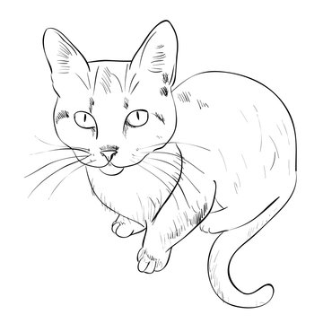 Vector sketch of cat.