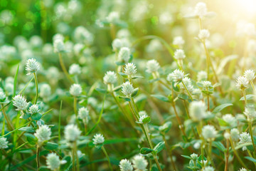 wild grass in sunset counterlight